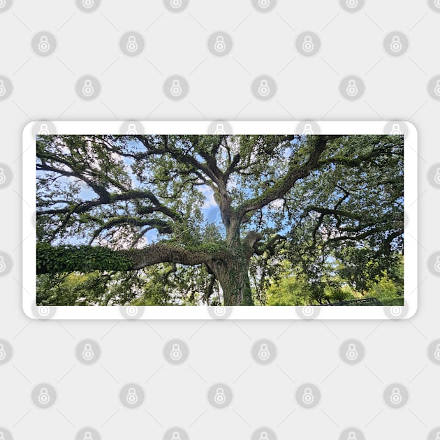 Tranquil Majesty: Audubon Park's Sprawling Oak Tree Sticker by TRJ NOLA